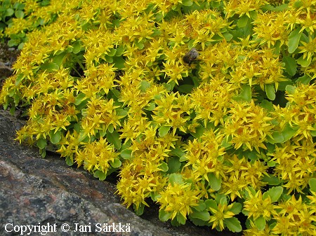 Sedum kamtschaticum var. ellacombianum, pääskynmaksaruoho